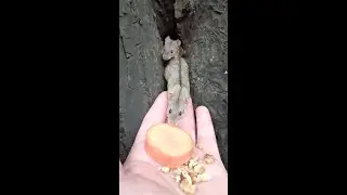 От морковки мыши тоже не отказываются / Mice dont refuse carrots either