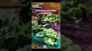 #саженцыклубники
