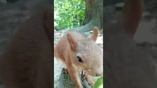 Огурчик не зашёл после грибочков / The squirrel did not eat the cucumber after the mushroom