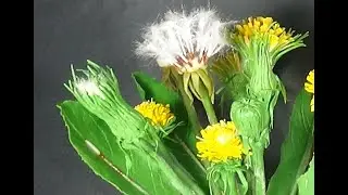ОДУВАНЧИК ИЗ ХОЛОДНОГО ФАРФОРА ЧАСТЬ 1 (dandelion )