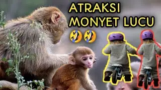 ATRAKSI MONYET BERSEPEDA ⁉️ LUCU😂😂