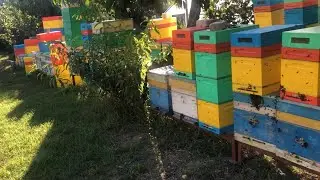 Ох и дела, в два раза больше мёда принесли злые пчёлы!!!