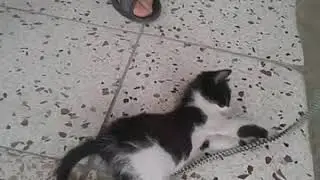minik kedi iple oynuyor