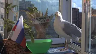LIVE Чайка - символ Приморского района Санкт-Петербурга. Кормим чайку на Комендантской площади.