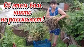 Об этом вам никто не расскажет! Что я заготавливаю мешками? Убираю чеснок. Жизнь семьи в деревне.