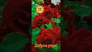 Доброе утро! Чудесного дня!