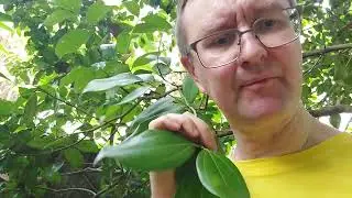 Теджа-патра или аналог лавра