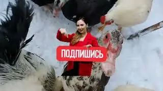Куры клюют яйца что делать