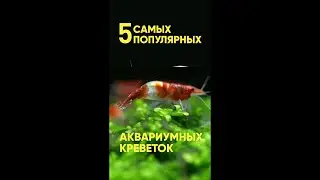 Топ 5 аквариумных креветок 