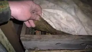 как живётся пчёлам в омшанике.