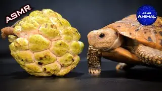 Slow ASMR Eating Sugar Apple Mukbang 🐢 Turtle Tortoise 88