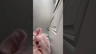 Ошибки начинающего блогера 🐷 думать что минипиг это выгодная инвестиция в просмотры