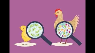 Combating Salmonella Infection by Exploring Microbial Competition in Chicken Guts