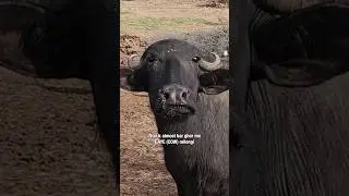 Animals of Rajasthan | Part 7/10