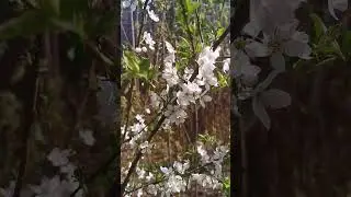 🇵🇰Spring Arrival #spring #peach #naturelover #peace #meditation #calm_nature 🔥
