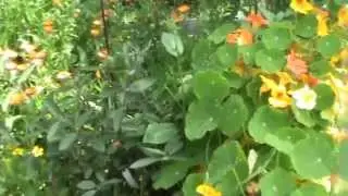 Природное земледелия на 4 сотках! Корнюшина Людмила