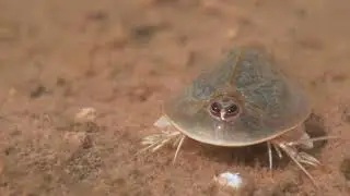 Highlights from One Moab Ephemeral Pool with USGS Research Scientist Tim Graham