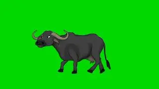 Buffalo Green screen video | Animal Green screen | Buffalo Copyright free green screen video