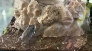 Pet Toads Slo Motion Eating and Jumping 7-2-2023