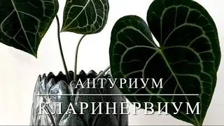 АНТУРИУМ КЛАРИНЕРВИУМ [Краткий Видео Обзор]