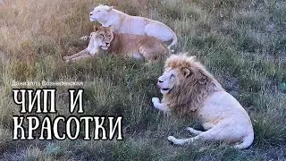 ❤️Лев ЧИП везде успевает... КРАСАВИЦЫ ЛЬВИЦЫ. Тайган. Life of lions.Taigan.