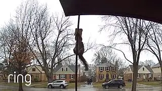 Pizza-Crazed Squirrel Shows off its Major Score | RingTV