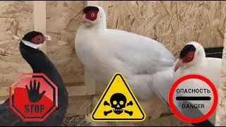 You can't do that! Eared pheasants breeding.