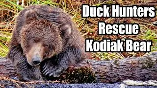 Saving Wildlife: Duck Hunters' Brave Effort to Rescue Kodiak Bear Cub