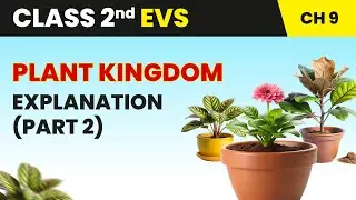 Plant Kingdom - Explanation (Part 2) | Class 2 Environmental Studies Chapter 9 | CBSE 2024-25