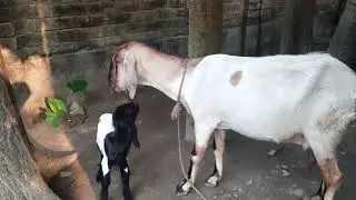 Mother goat 🐐 with it's children's @CottonBeanGoatFarms @Naveedgoatfarm