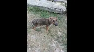 Будка  для  БЕЗДОМНОЙ  СОБАКИ  своими  руками