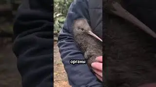 Гигантское яйцо птицы киви! Вы будете в шоке, когда увидите 🥚😲