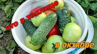 👩🏻‍🌾🥒СЕРЕДИНА ОКТЯБРЯ. КАК ПРОДЛИТЬ ПЛОДОНОШЕНИЕ В ТЕПЛИЦЕ