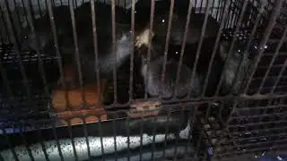 ,,Модернизация,, Клеток для нутрий.