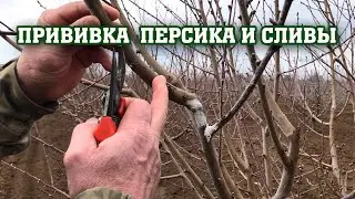 Делаем прививки персика и сливы /Легко и просто !!!