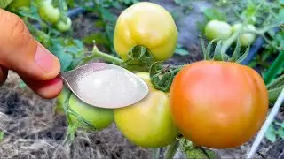 An urgently important feeding of Tomatoes in August for a healthy and large harvest!