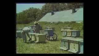 Пчеловодство на промышленную основу. Центрнаучфильм 1975 год.