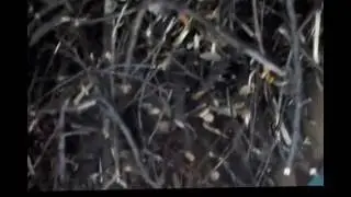 Не стремитесь Вы в ЕС, не получите прогресс!  НИНТИ об ЕС и разрухе.