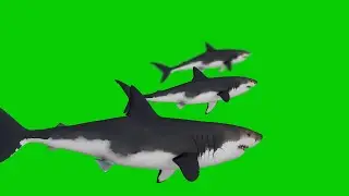 Green Screen Shark 3D