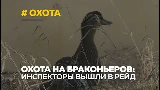 Охотники на браконьеров: как в Алтайском крае выслеживают любителей незаконной охоты