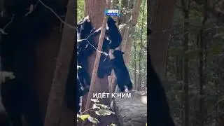 Мишки хулиганы 😂 