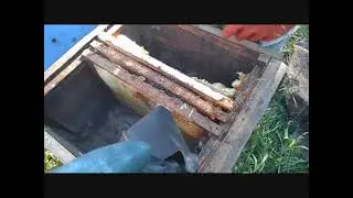 Пересаживаю пойманный в лесу пчелиный рой из ловушки в улей