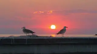 slow motion shot of two seagulls on the pier birds cleaning their feathers view against the sunset