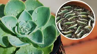 How to grow ECHEVERIA succulent from CUTTINGS and LEAVES | Care conditions