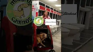 Dinámica de DONACIÓN 🐾con El Surtidor Conoce todas las formas en las que puedes ayudar a los