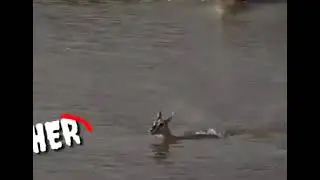 mommy deer rescues baby deer from giant crocodile by giving herself ... sad video WhatsApp