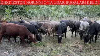 QIRG’IZSTON NORINNI O’TA UDAR SHVES BUQALARI KELDI.KAMDAN KAM KELADI BUNAQASI