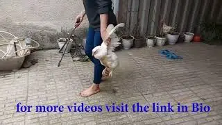 woman butcher chicken/ Educational video
