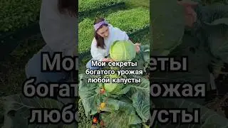 Мои секреты богатого урожая любой капусты 