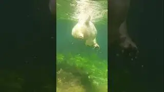 Как он плывёт  #собака #море